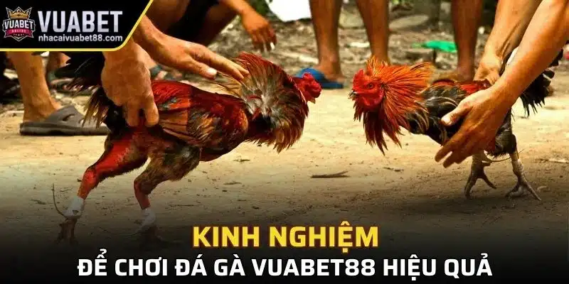 Kinh nghiệm để chơi đá gà Vuabet88 hiệu quả