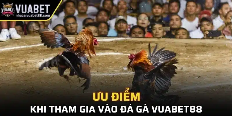 Ưu điểm khi tham gia vào đá gà Vuabet88